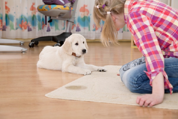 A little girl looking at a dog who has peed on the carpet.