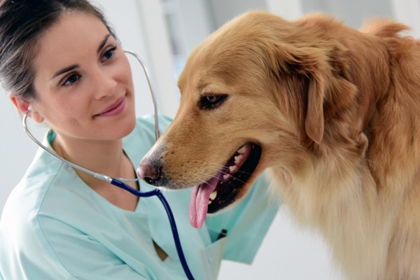A vet examining a dog with a stethoscope.