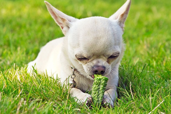 dogs and cucumbers can dogs eat vegetables like celery tomatoes and cucumbers dogs and cucumbers can dogs eat vegetables like celery tomatoes and cucumbers