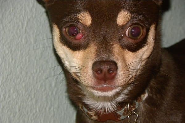 An example of cherry eye in dogs. 