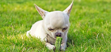 what veggies can dogs eat what vegetables can dogs eat what veggies can dogs eat what vegetables can dogs eat