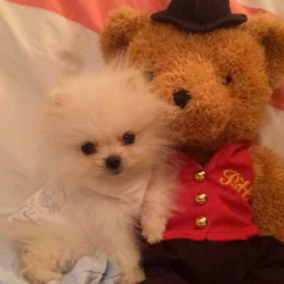 pomeranian stomach noises what the fluff dogster pomeranian stomach noises what the fluff dogster