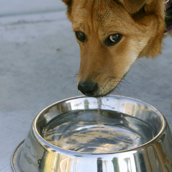 How Much Water Should a Dog Drink a Day?