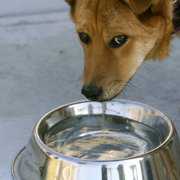how much water should a puppy drink a day how much water should a drink a day how much water should a puppy drink a day how much water should a drink a day