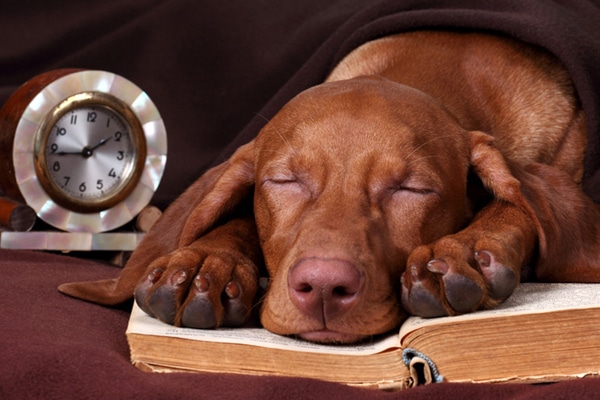 Dog asleep on a book next to a clock.