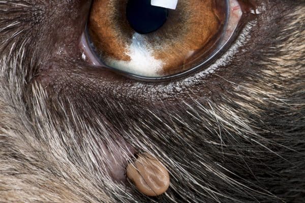 Close up of a tick near a dog's eye.