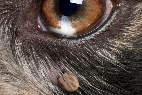 Close up of a tick near a dog's eye. 