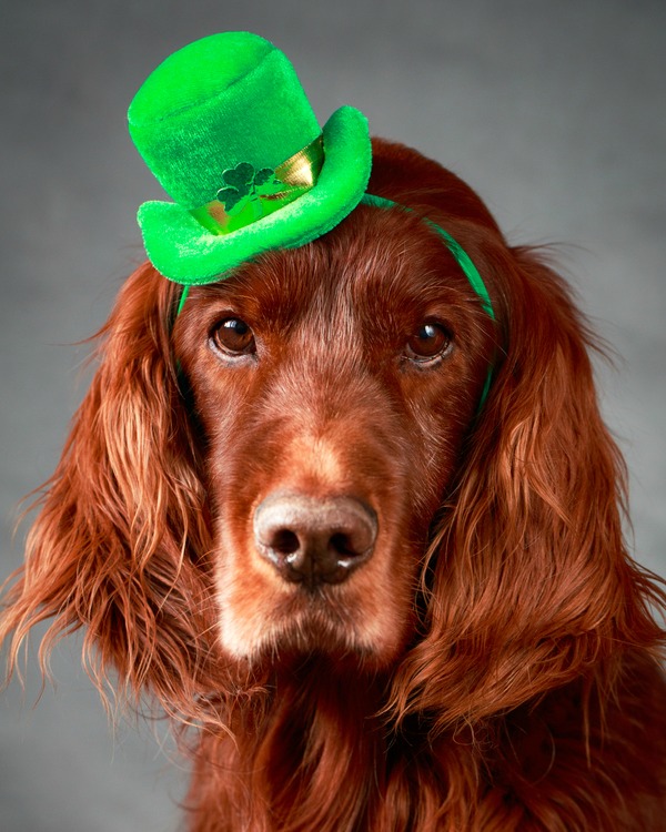 What are some Irish names for dogs?