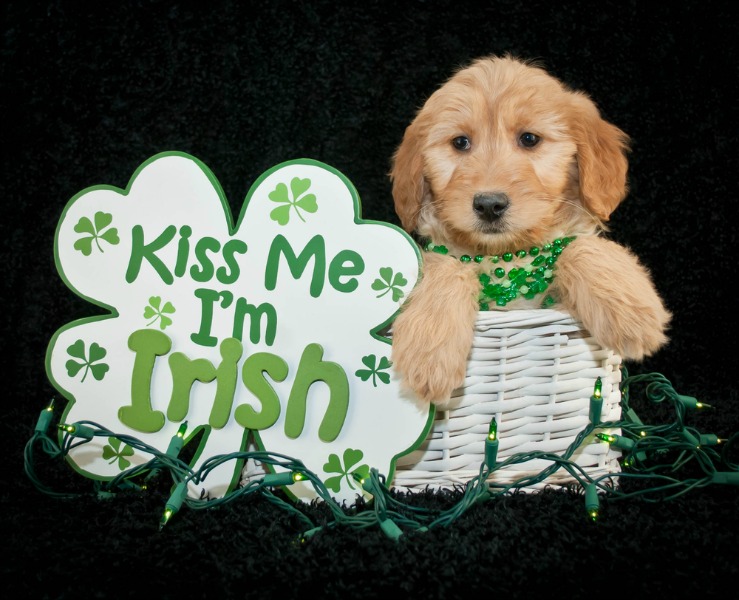The Top 10 St. Patrick's Day Dog Names