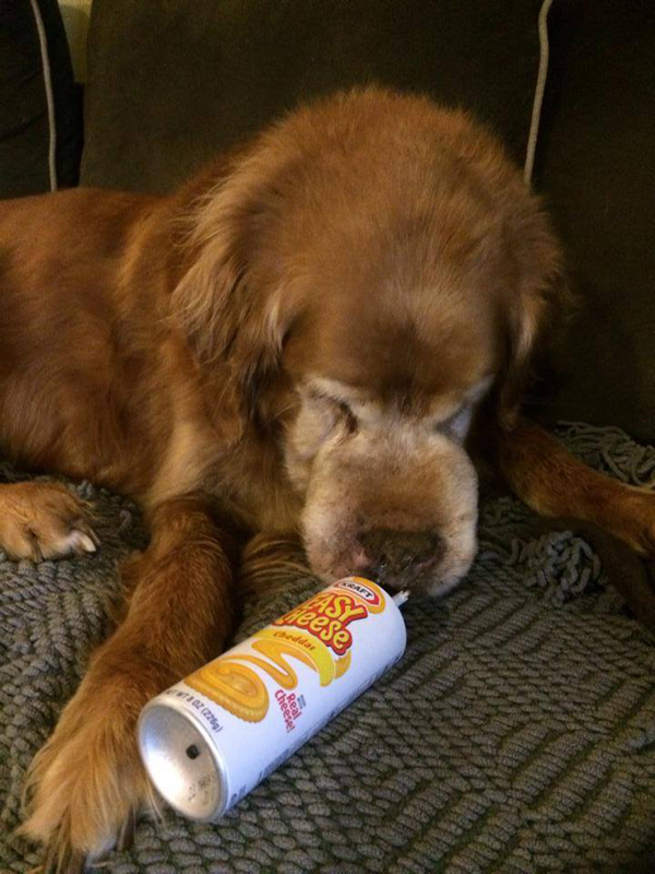 golden retriever tumor on leg come on now who dumps a with cancer golden retriever tumor on leg come on now who dumps a with cancer