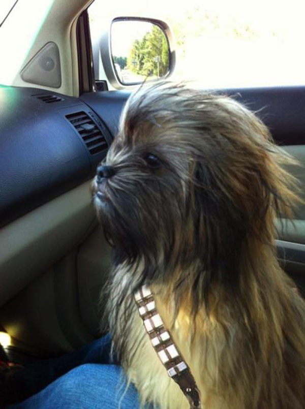 Just in Case: We Find Some Dog Understudies for Chewbacca in the New