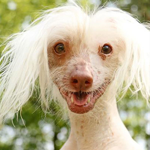 Its National Nude Day -- We Celebrate With Hairless Dogs!