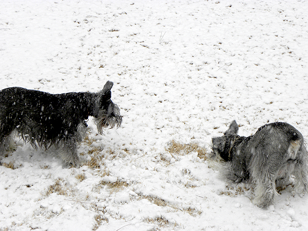 do dogs get cold let s talk do your dogs like cold weather do dogs get cold let s talk do your dogs like cold weather