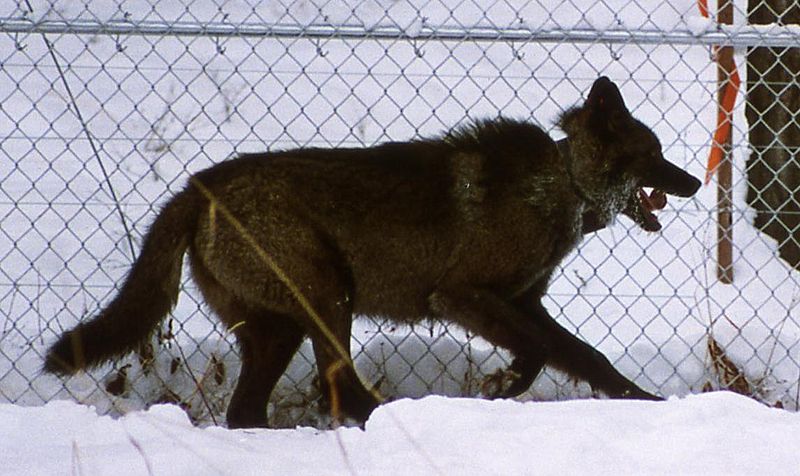 Is It Responsible to Breed or Buy Wolf Dog Hybrids?
 New World Black Wolves