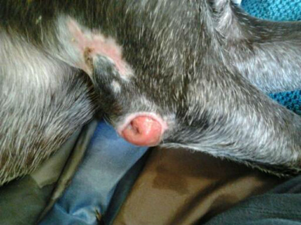 Close up of a dog abscess.