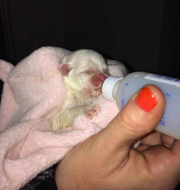 what to feed newborn puppies without born with a cleft palate josh the westie was saved from euthanasia what to feed newborn puppies without born with a cleft palate josh the westie was saved from euthanasia