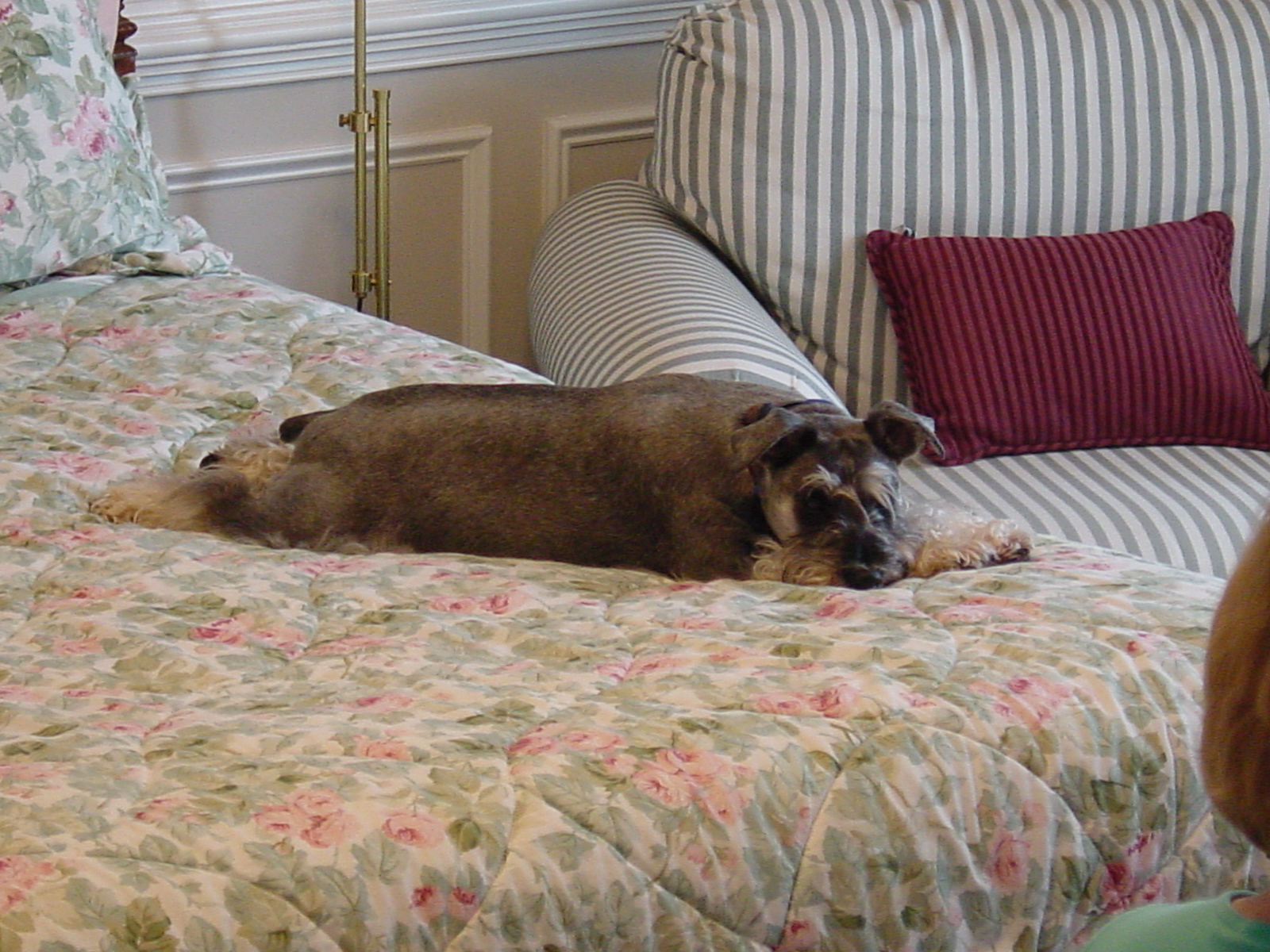 do dogs snore is your snoring do all dogs snore pets potential do dogs snore is your snoring do all dogs snore pets potential