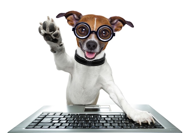 What Happens When Dogs Wreck Computer Equipment? We Talk to a Data