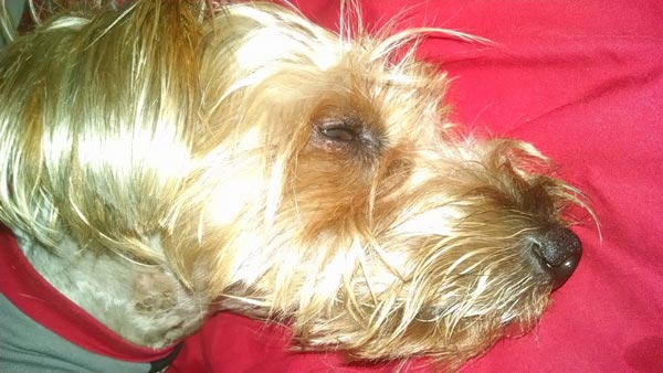 my yorkie shakes a lot the steps up to save a small brave my yorkie shakes a lot the steps up to save a small brave