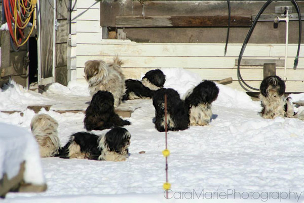 the mill at puppy creek dogs at new york puppy farm brought in from the cold the mill at puppy creek dogs at new york puppy farm brought in from the cold
