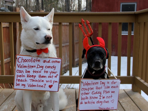 9 Real-Life Tales of Dogs in Love