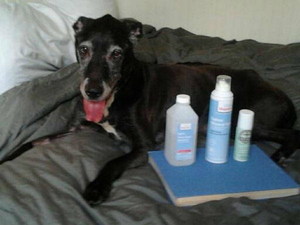 puppy s at home how to treat a abscess at home my s was puppy s at home how to treat a abscess at home my s was