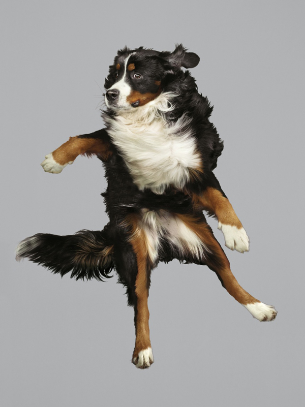 flying dogs look at christe s photos of dogs flying flying dogs look at christe s photos of dogs flying