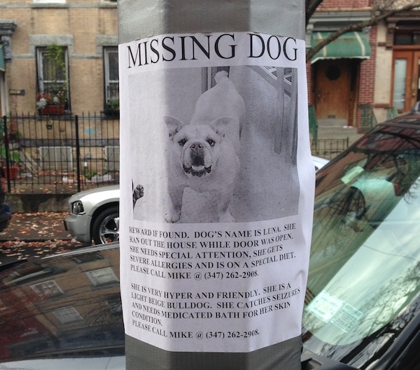 found dog flyer