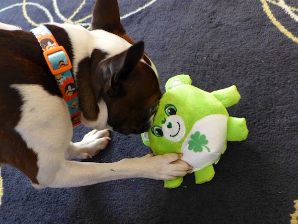 puppy nursing on stuffed animal