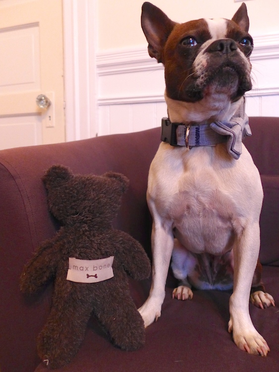 We Review the MaxBone Dog BowTie Collar and Teddybear