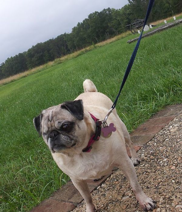 one eyed pug the 12 dogs of remembering monkie the one eyed pug one eyed pug the 12 dogs of remembering monkie the one eyed pug