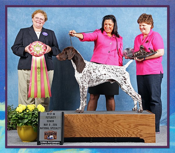 westminster dog show favorites
