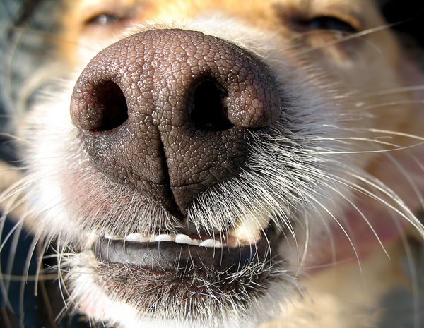 10 Songs from a Dog s Music Playlist 10 songs dog music playlist