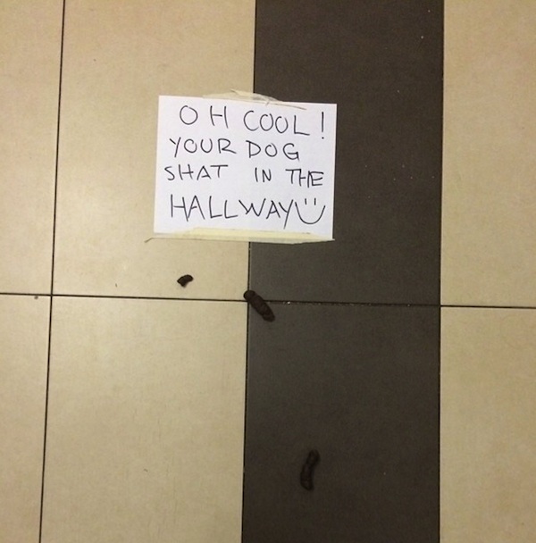 aggressive puppy signs 6 passive aggressive signs we found in aggressive puppy signs 6 passive aggressive signs we found in