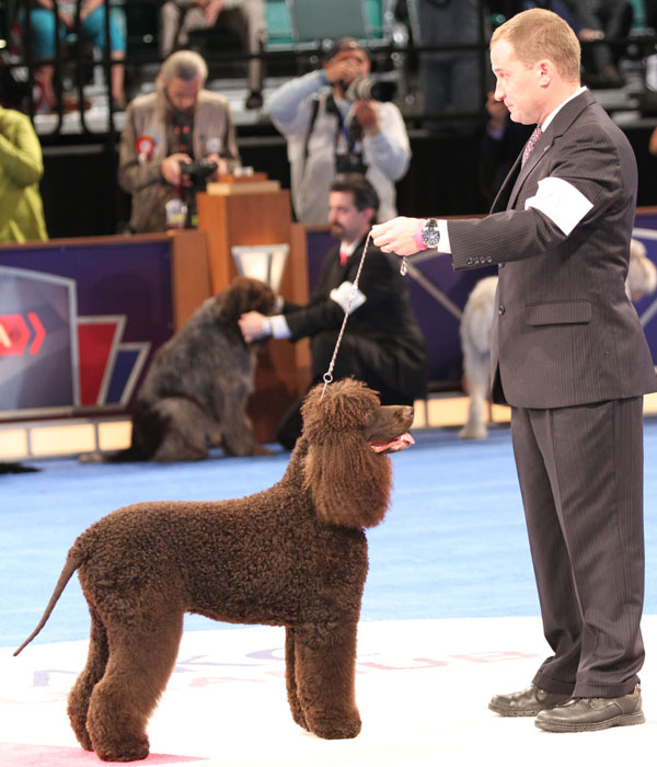 Chesapeake Winner At National Dog Show Chesapeake Winner At National Dog Show