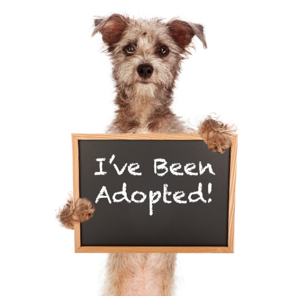 Dog Happy To Adopt A Cat Dog Happy To Adopt A Cat