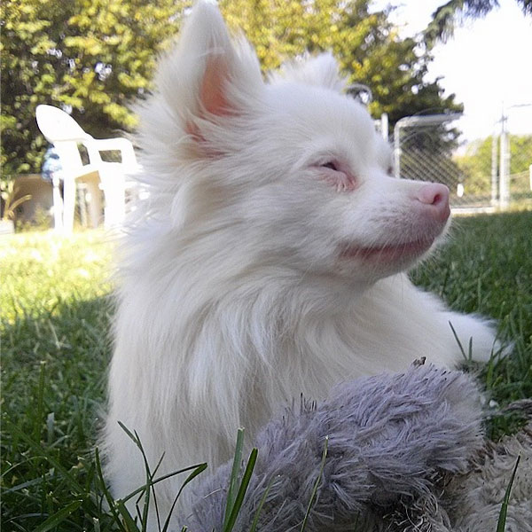 Albino dogs, or dogs with a form of albinism, are unable to produce sufficient melanin. White is a color; albinism is the absence of color. Photo by mi_pequena_luna on Instagram.