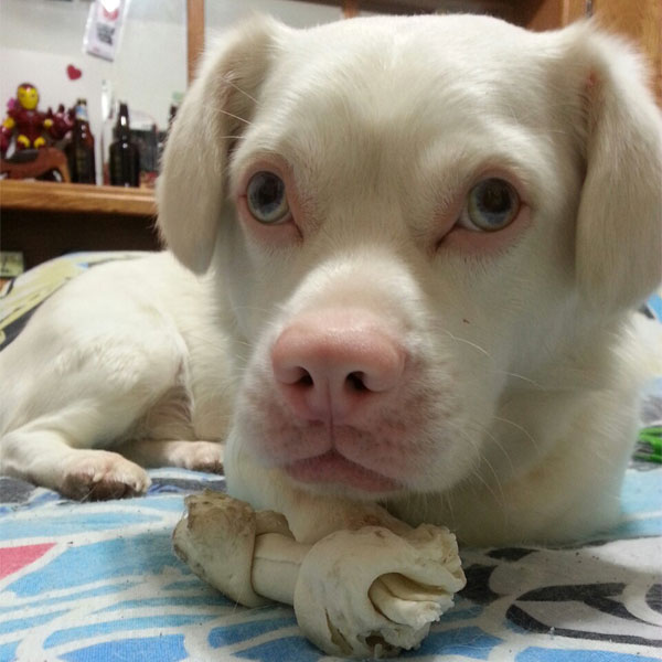 Albino dogs like Gohan have an absence of color on the nose and around the eye sockets. Photo by gohan the dog on Tumblr.