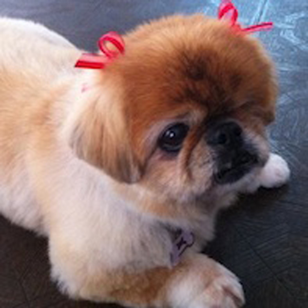Pomeranian that just got groomed and has bows in hair.