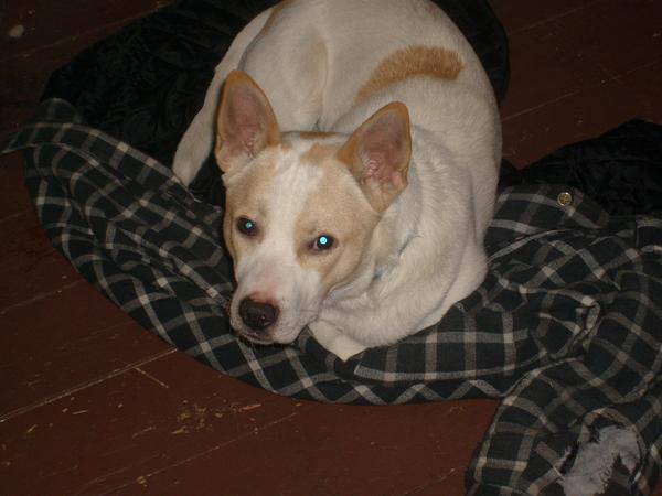 Adopted Dog Cries All Night Adopted Dog Cries All Night