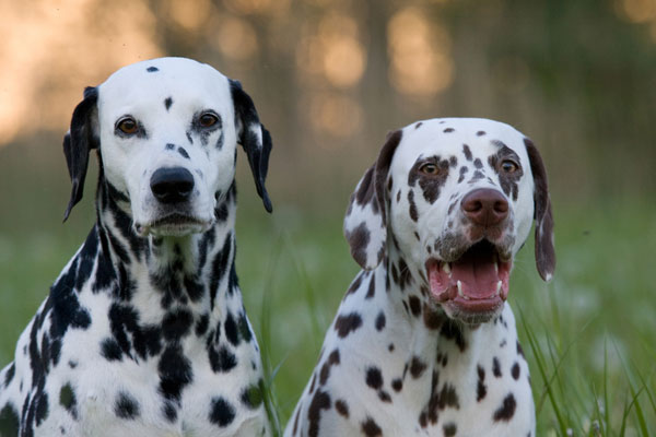White Spots On Hot Dogs White Spots On Hot Dogs