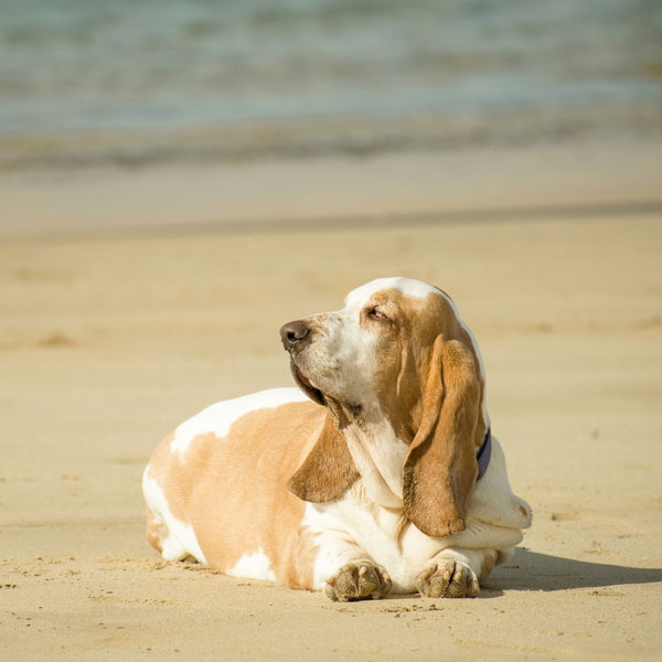 A bloated Basset Hound. 