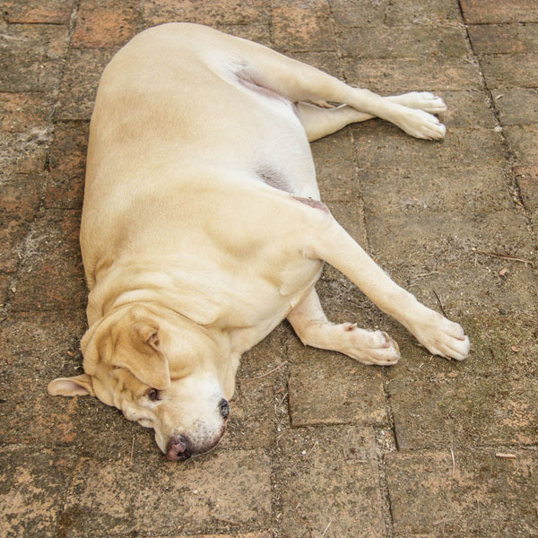 A bloated dog lying down.