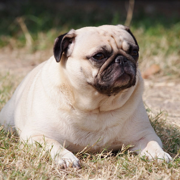 A bloated pug lying down.
