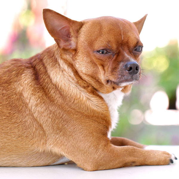 A bloated dog looking upset.