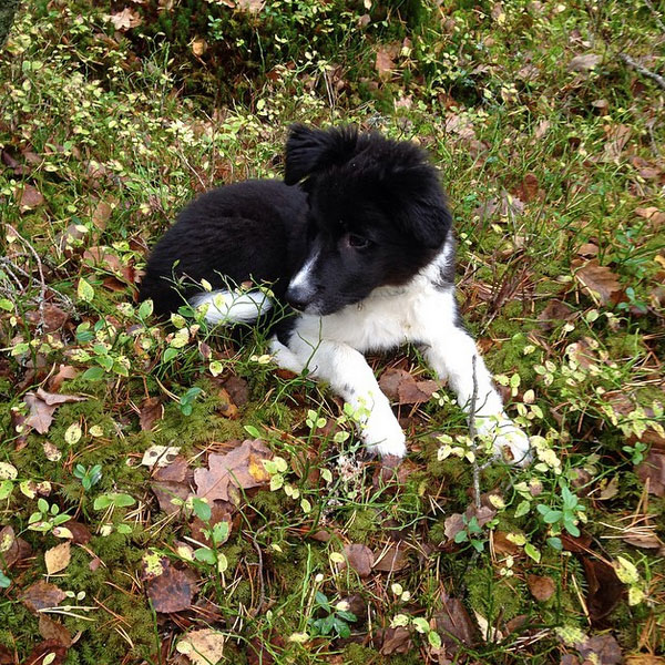 places to play with puppies border collie puppies in pictures at play at work and at rest places to play with puppies border collie puppies in pictures at play at work and at rest