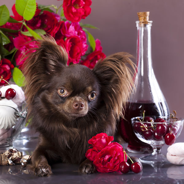 can dogs drink wine dogs wine www imgkid the image kid has it can dogs drink wine dogs wine www imgkid the image kid has it