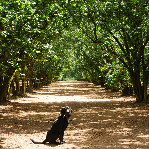 can dogs eat nuts can dogs eat nuts almonds pistachios and cashews buzzzler can dogs eat nuts can dogs eat nuts almonds pistachios and cashews buzzzler
