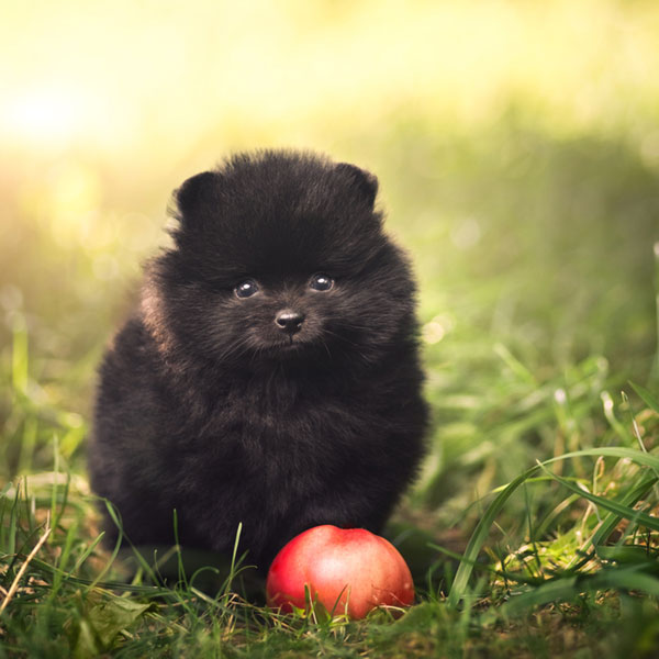 can dogs eat apples 