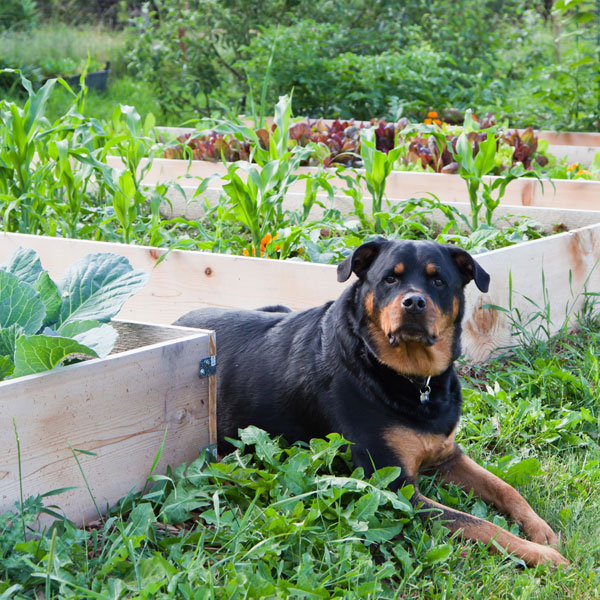 A Rottweiler dog in a garden.